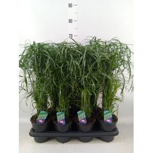Cyperus alternifolius