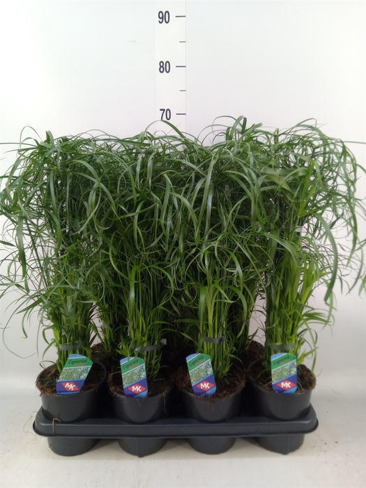 <h4>Cyperus alternifolius</h4>