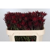 Leucadendron Blush Spray