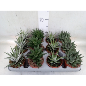 Haworthia   ...mix