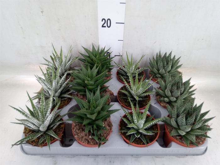 <h4>Haworthia   ...mix</h4>