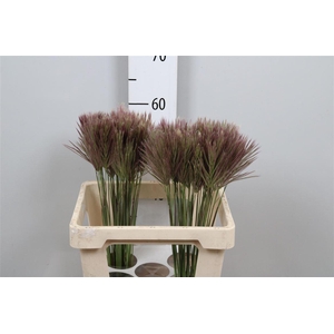 Chloris Roxburghiana