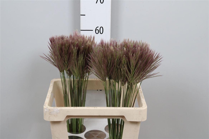 <h4>Chloris Roxburghiana</h4>