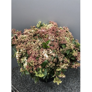 Viburnum M Flower Wit