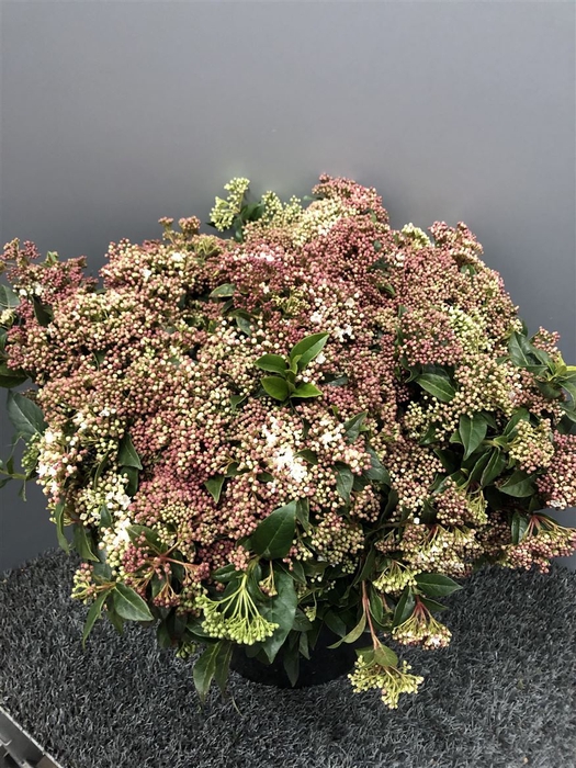 <h4>Viburnum Tinus Flower</h4>