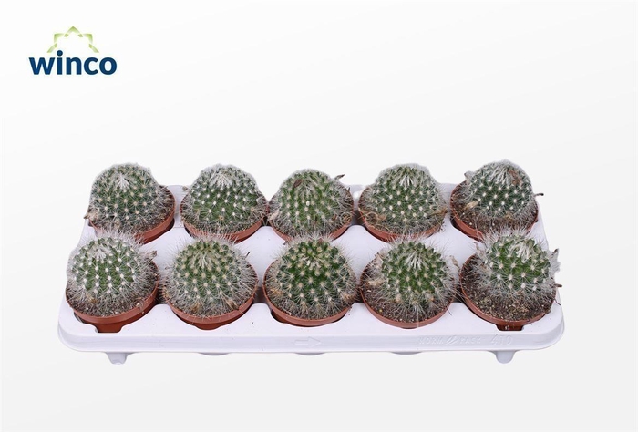 Parodia Sucineus 'albispinus'