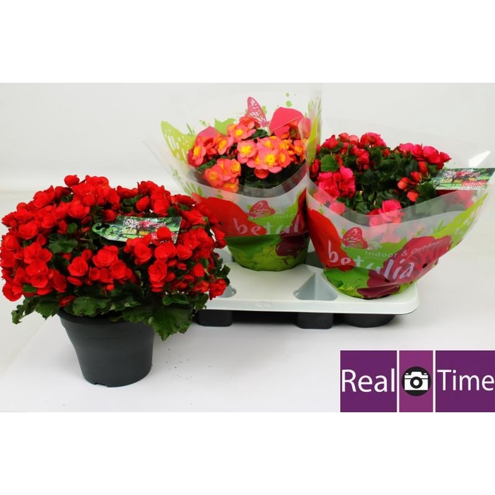<h4>BEG EN BETULIA GEM</h4>