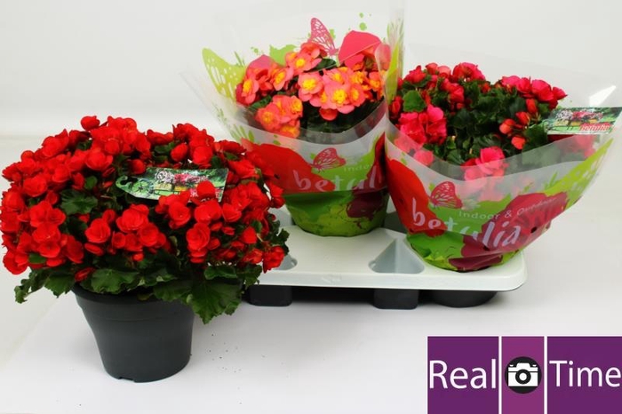 <h4>BEG EN BETULIA GEM</h4>