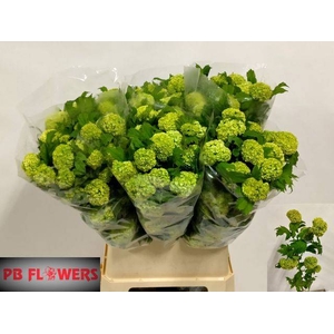 VIBURNUM ROSEUM ST 901 CM X60