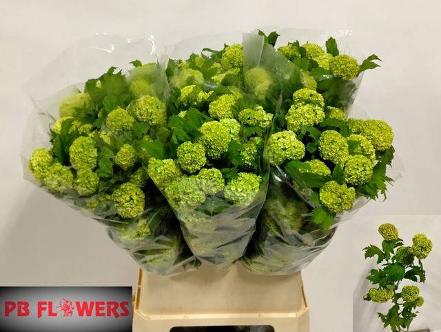 <h4>VIBURNUM ROSEUM ST 901 CM X60</h4>