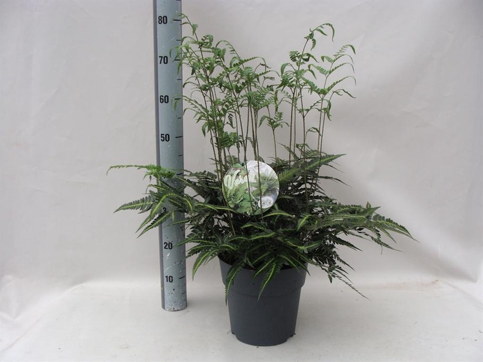 <h4>Asplenium   ...</h4>