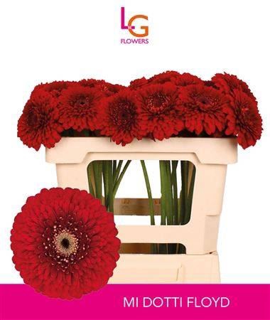 <h4>Ge Mb Pom Floyd</h4>