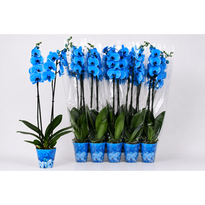 Phal ** Paint ** Royal Blue 2 Br 18+