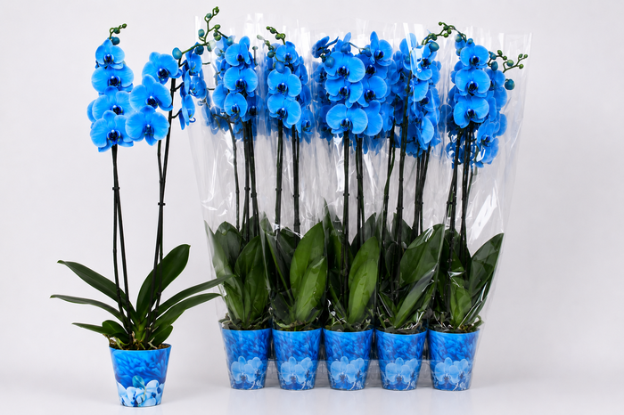 <h4>Phal ** Paint ** Royal Blue 2 Br 18+</h4>