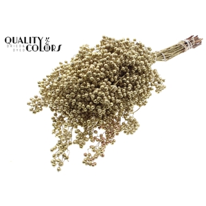 Dried schinus mollis paint gold