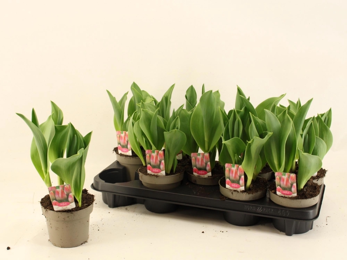 <h4>TUL PRET PRINCESS</h4>