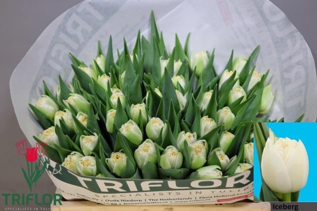 <h4>TU DU ICEBERG</h4>