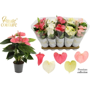 Anthurium 12 cm 5 color Pastel mix in Haute Couture sleeve