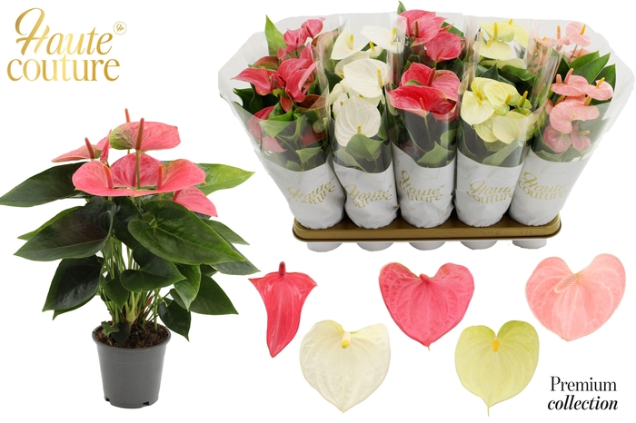 <h4>Anthurium 12 cm 5 color Pastel mix in Haute Couture sleeve</h4>