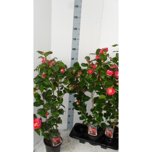 Camellia Japonica Dr. King 19Ø 90cm 15fl