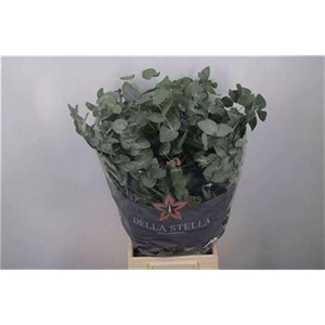 Euc Cinerea Per Bunch 200 Gram