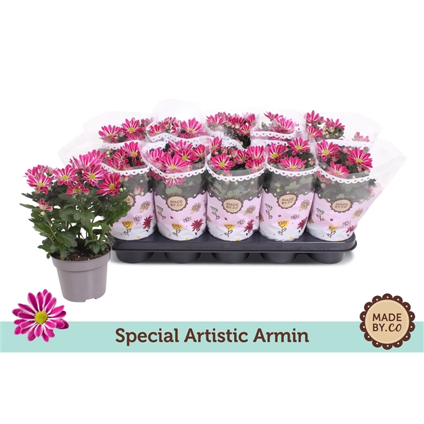 <h4>Chrysanthemum Indicum Special Artistic Armin</h4>