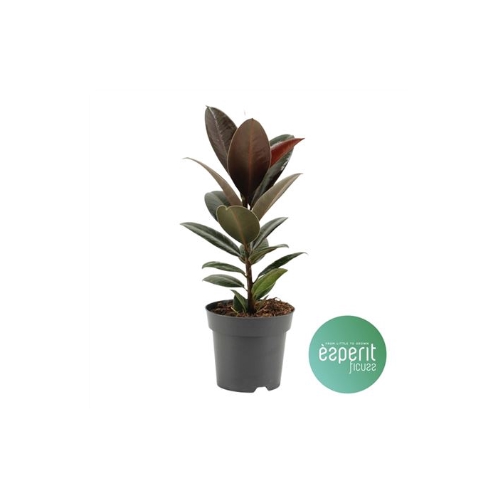 <h4>Ficus Melany</h4>