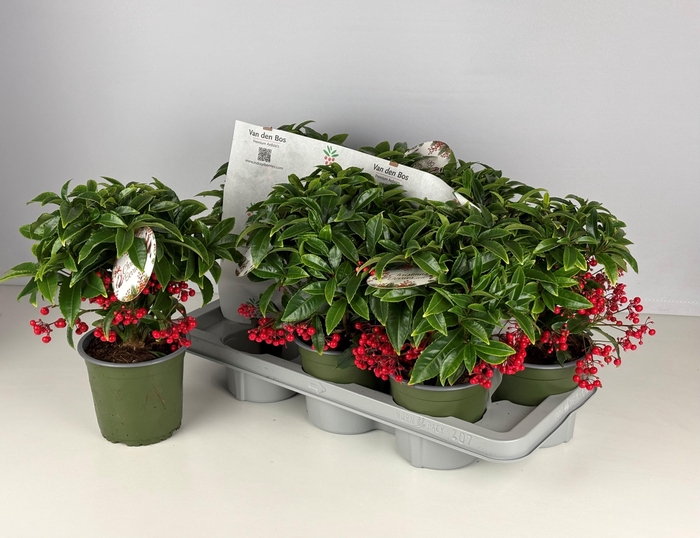 <h4>ARDIS CR BOS PR</h4>