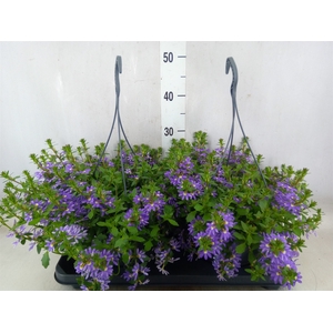 Scaevola saligna 'Saphira'