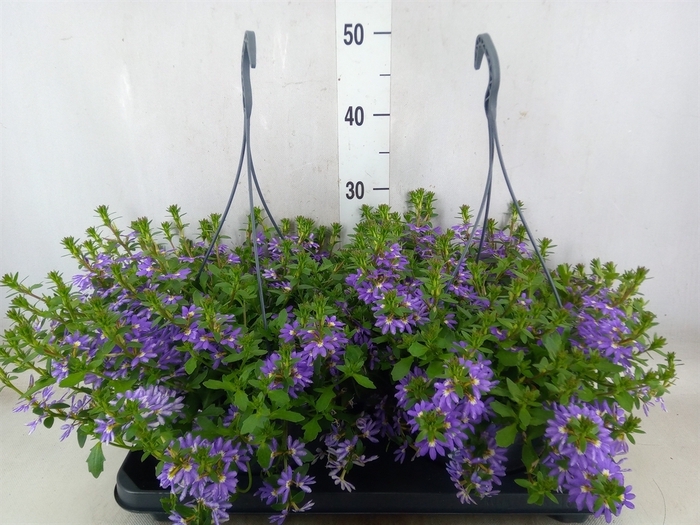<h4>Scaevola saligna 'Saphira'</h4>