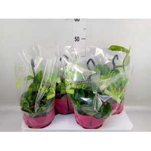 Epipremnum pinn. 'Global Green'