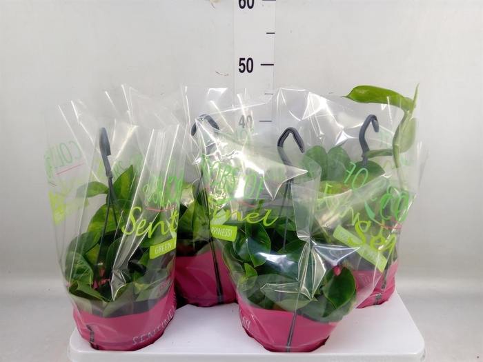 <h4>Epipremnum pinn. 'Global Green'</h4>