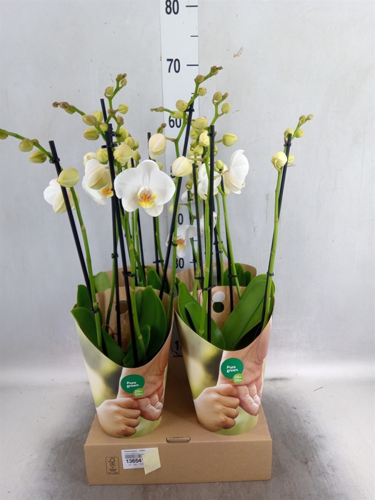 Phalaenopsis   ...white