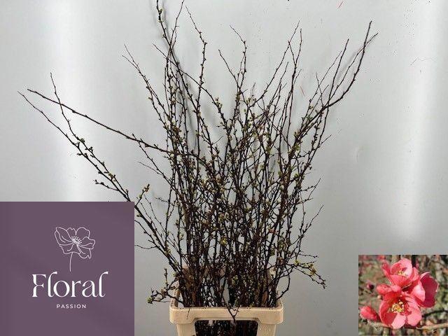 <h4>CHAENOMELES X SUPERBA CHAENOMELES S</h4>