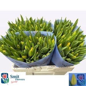 <h4>TU EN STRONG GOLD</h4>