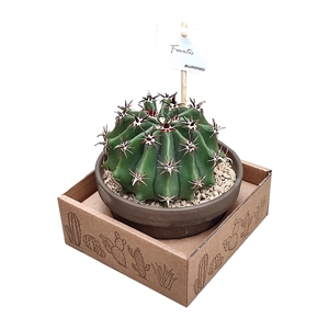 FEROCACTUS HORRIDUS BREVISPINUS IN TERRACOTTA BOWL Ø 15 - CARDBOARD BOX 15X15 CM (CACTUS)