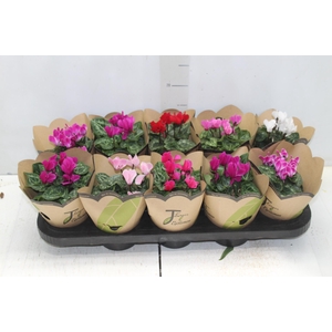 CYCLAMEN MINI P11