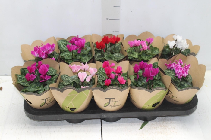 <h4>CYCLAMEN MINI P11</h4>