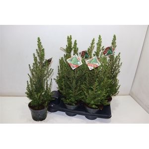 Picea Gl Conica