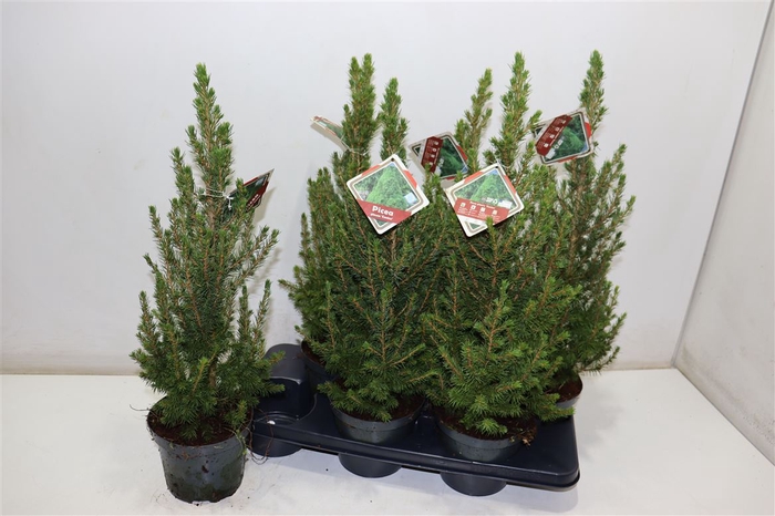 <h4>Picea Gl Conica</h4>