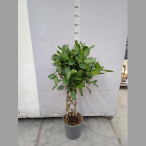 Ficus benghalensis 'Audrey'