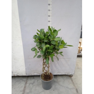 Ficus benghalensis 'Audrey'