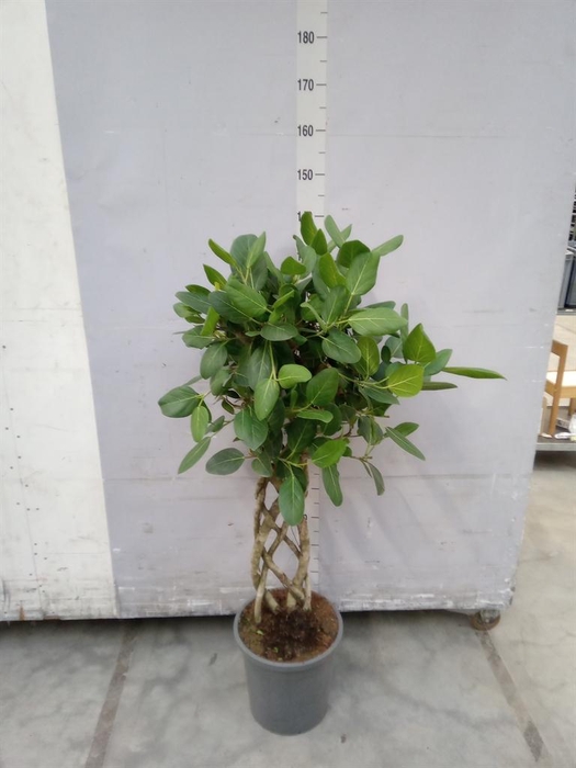 <h4>Ficus benghalensis 'Audrey'</h4>