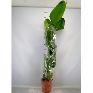 Strelitzia nicolai