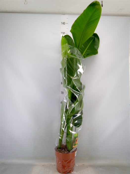 <h4>Strelitzia nicolai</h4>