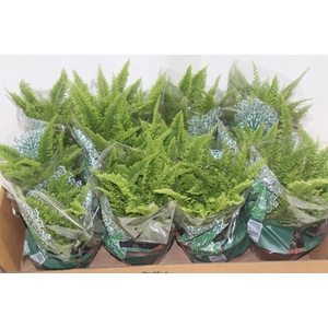 SAMAMBAIA HAVAIANA MINI C13