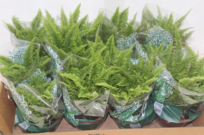 <h4>SAMAMBAIA HAVAIANA MINI C13</h4>