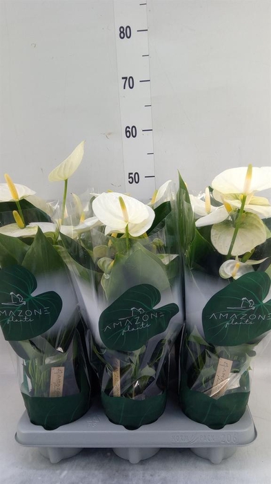<h4>Anthurium andr. 'Samora'</h4>