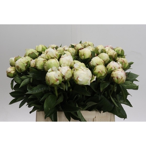 Paeonia Lactiflora Grp 'Snow Princess'