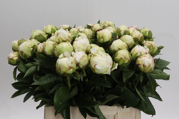 <h4>Paeonia Lactiflora Grp 'Snow Princess'</h4>